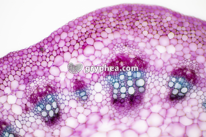 Pétiole de feuille de Vigne CT x40 - gryphea.com